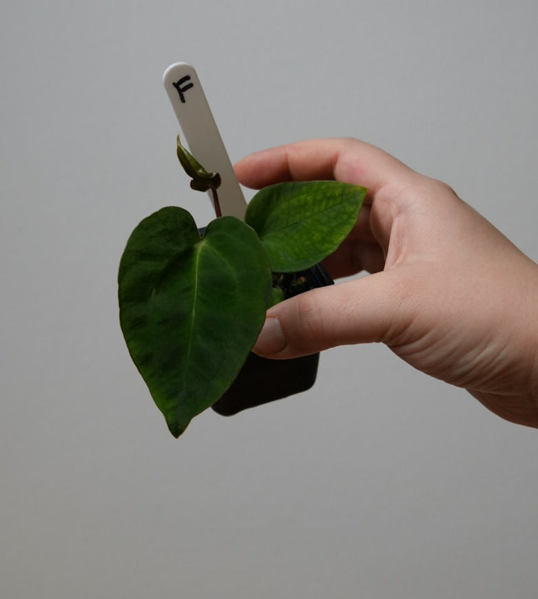 Anthurium (AOS x (Zara x Michelle) 1) x ((carlablackiae x dressleri RD) x pap 'RLFS')