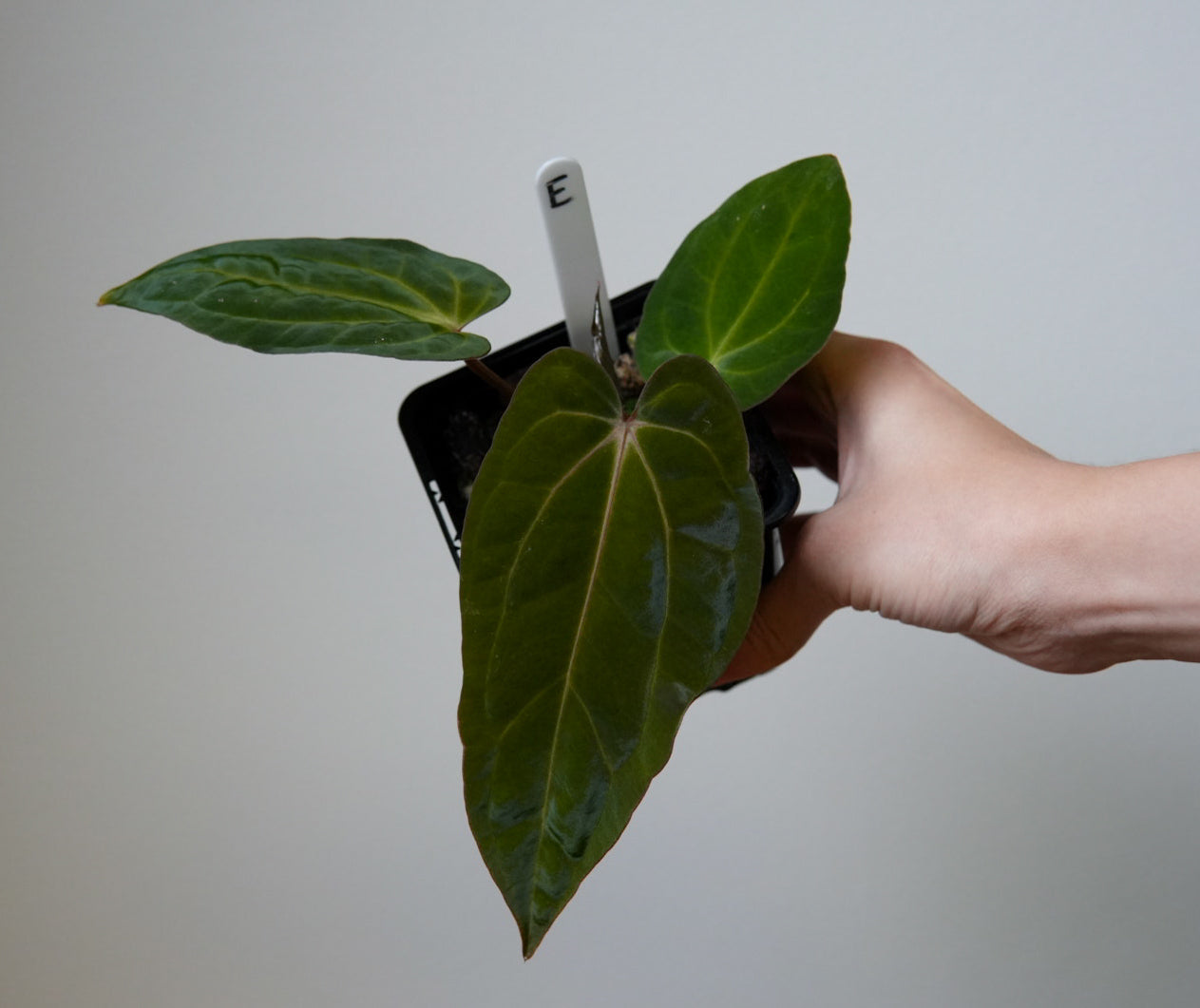 Anthurium carlablackiae (NSE) x BVEP ('SS x RA')