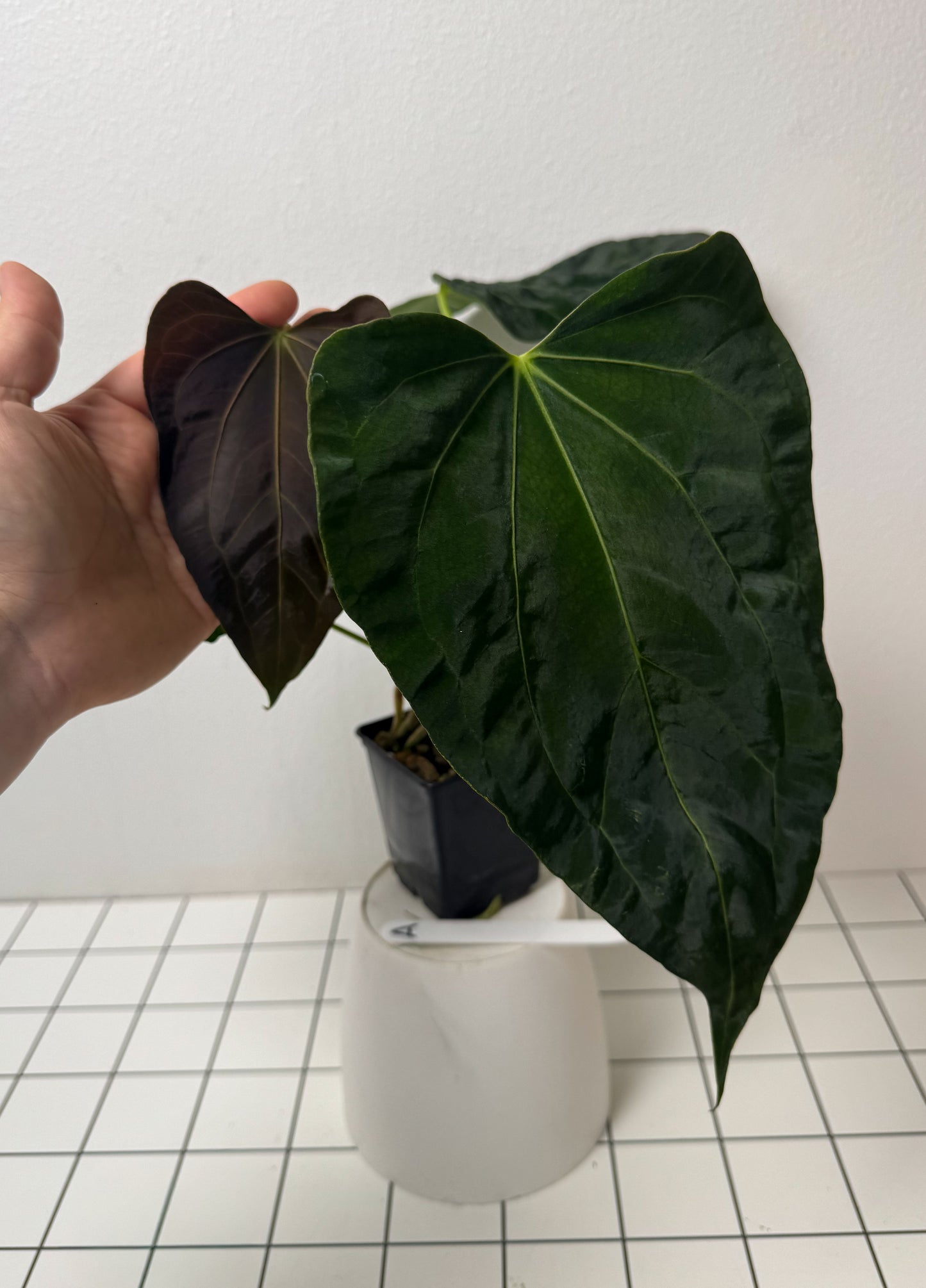 Anthurium (papX x pap x-one) variegated x carlablackiae X (NSE)