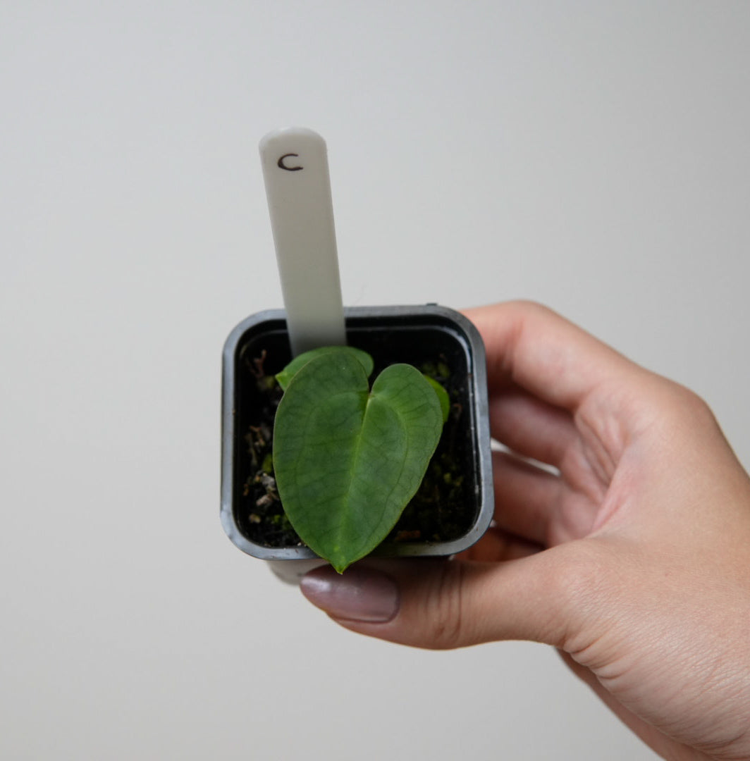 Anthurium (AOS x forgetii 2) x (AOS x (Zara x Michelle) 5)