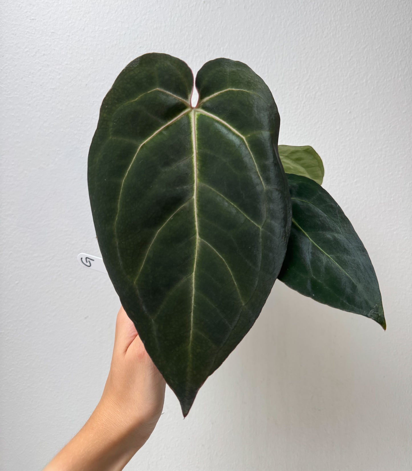 Anthurium complex HU hybrid 1 x carlablackiae X (NSE)