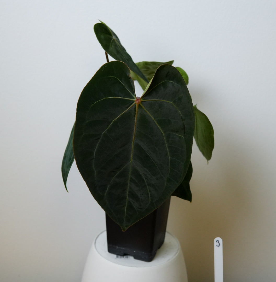 Anthurium (midnight velvet x 'red studd') x carlablackiae x (NSE)