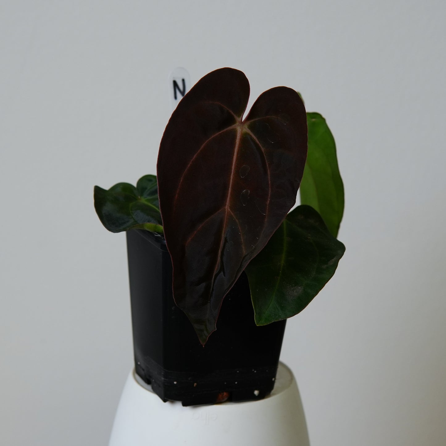 Anthurium ((carlablackiae x dressleri RD) x pap 'RLFS') x carlablackiae (NSE)