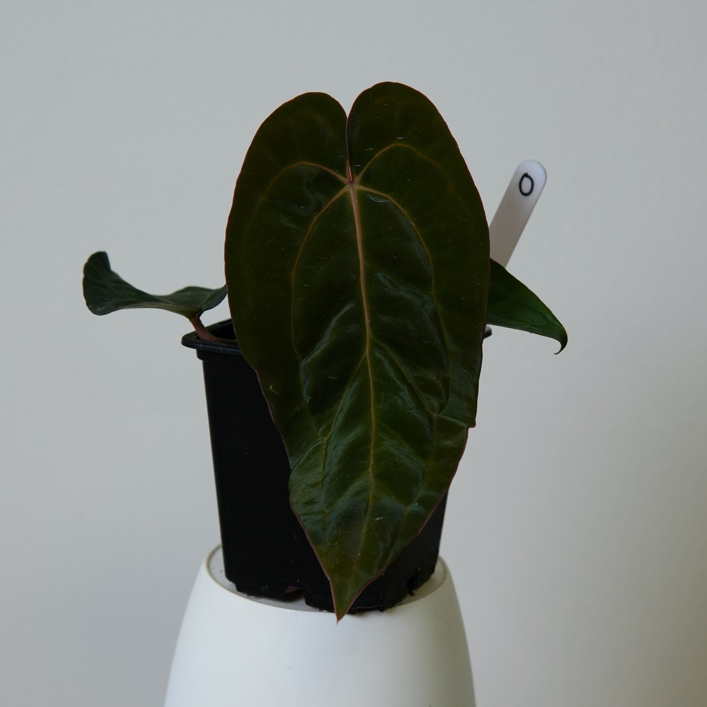 Anthurium ((carlablackiae x dressleri RD) x pap 'RLFS') x carlablackiae (NSE)