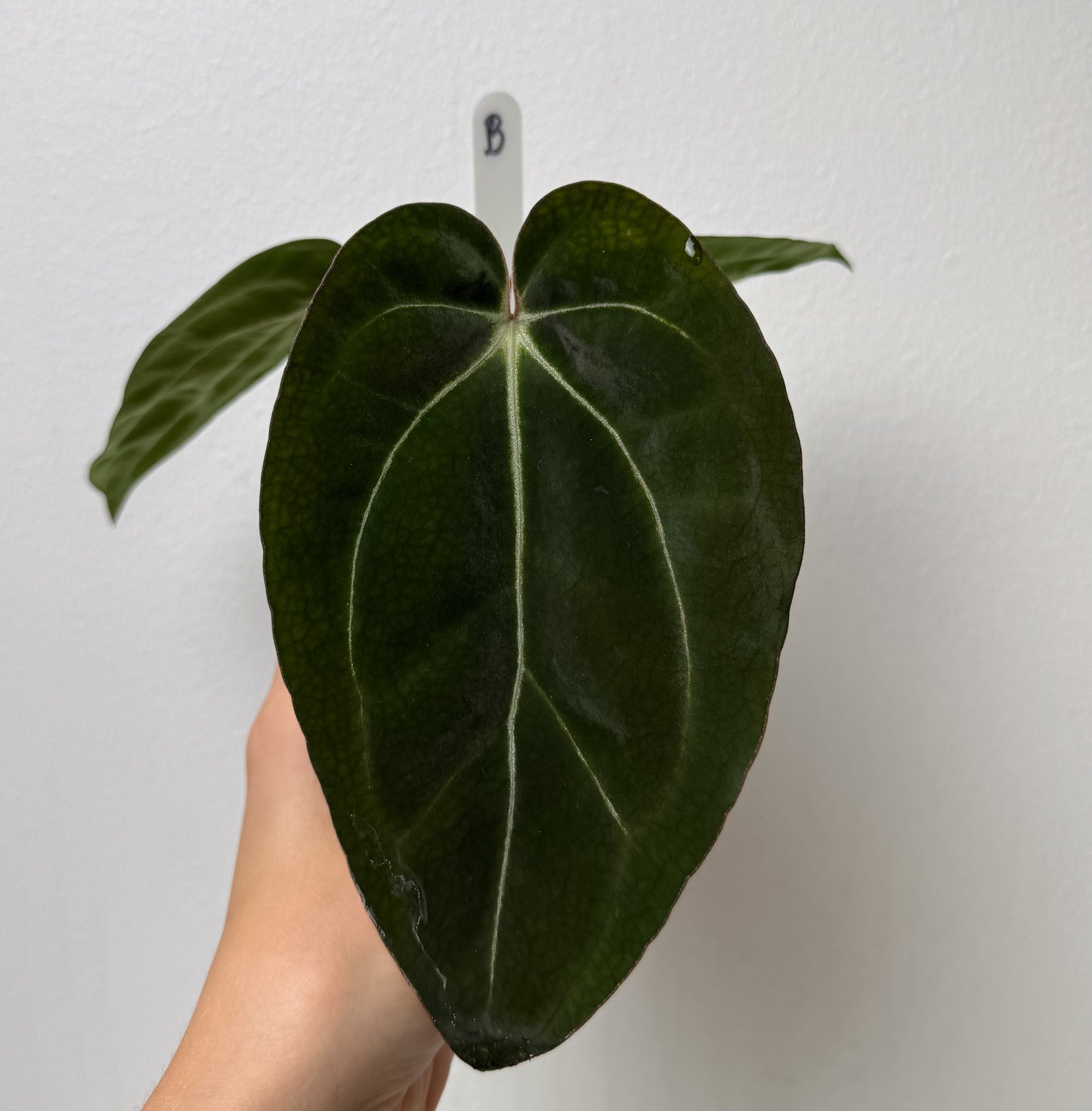 Anthurium Complex HU hybrid 1 x carlablackiae (NSE)