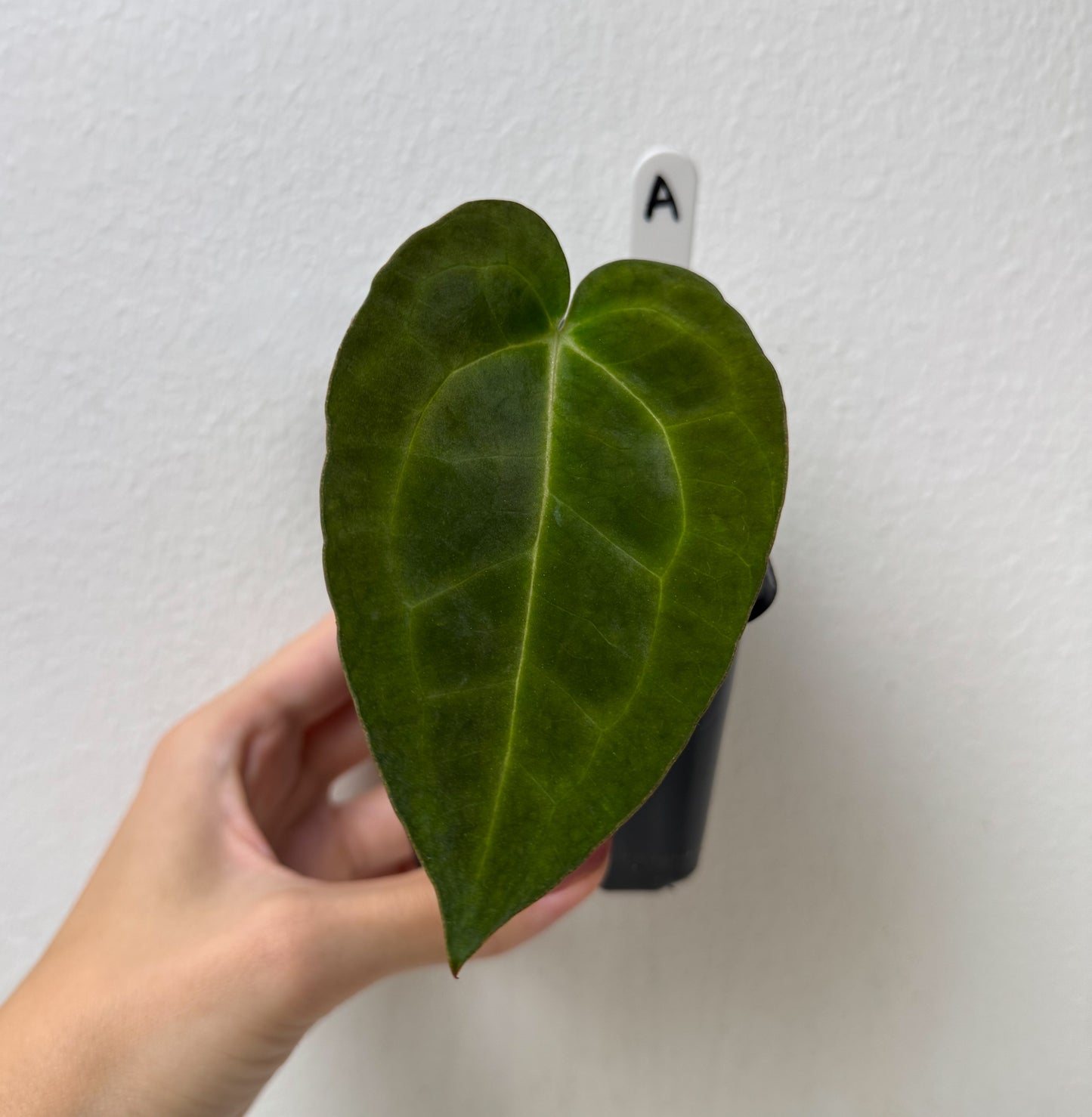 Anthurium (AOS x forgetii 2) x carlablackiae X (NSE)