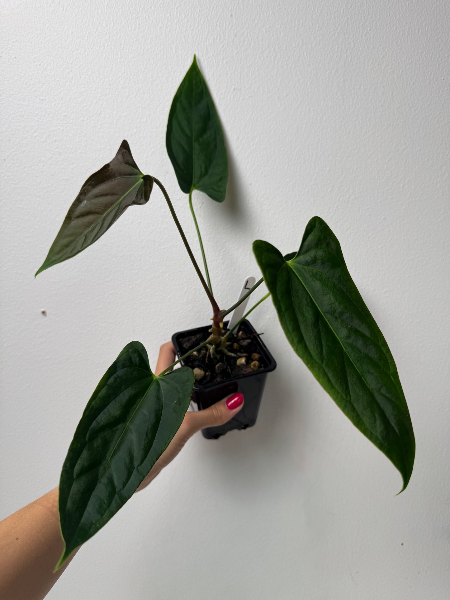 Anthurium (subsignatum x papillilaminum 'Marie') x (NSE dorito port x  papillilaminum RLFS)