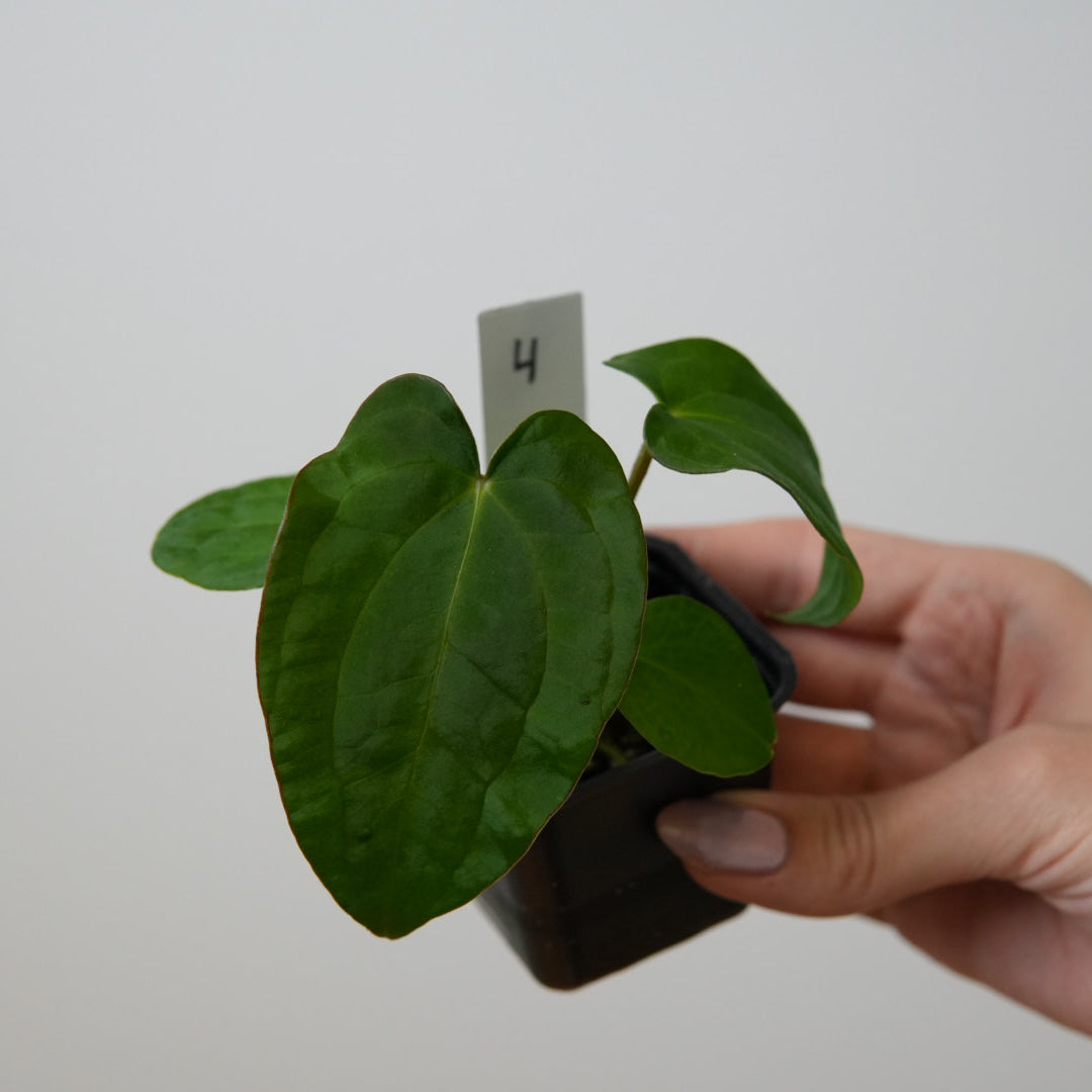 Anthurium Velvet Mask x ((Carlablackiae x Dressleri) x pap 'RLFS')