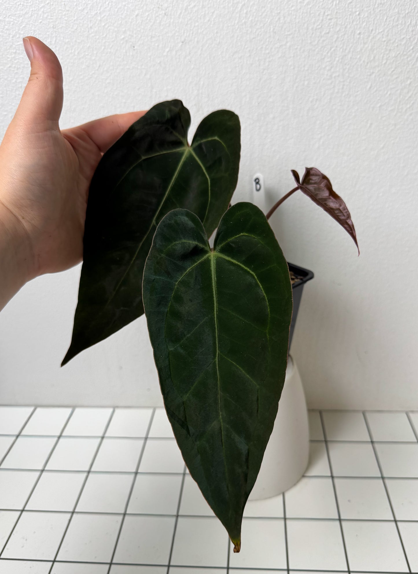 Anthurium (Zara x Michelle) x (Dorito Port x RLFS)