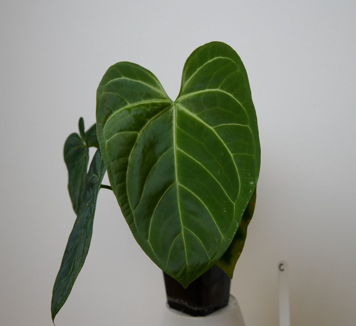 Anthurium 'Silver Shield' x 'Mr Worldwide'