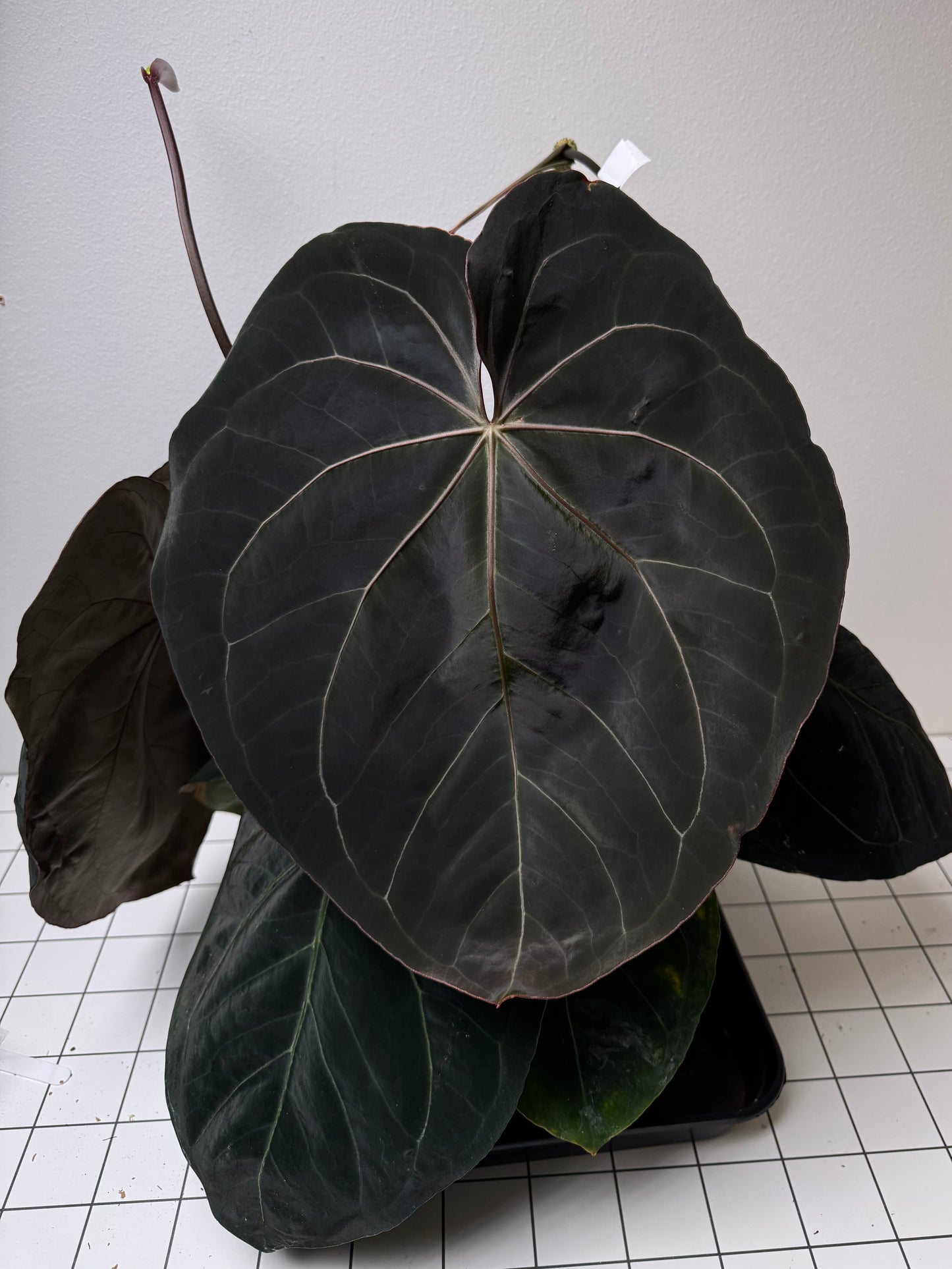 Anthurium 'complex HU 2'