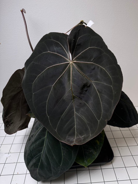 Anthurium 'complex HU 2'