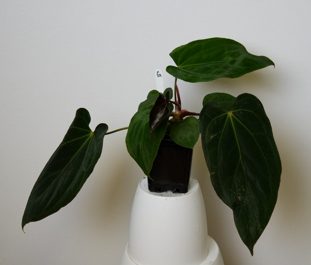 Anthurium (midnight velvet x 'red studd') x carlablackiae x (NSE)