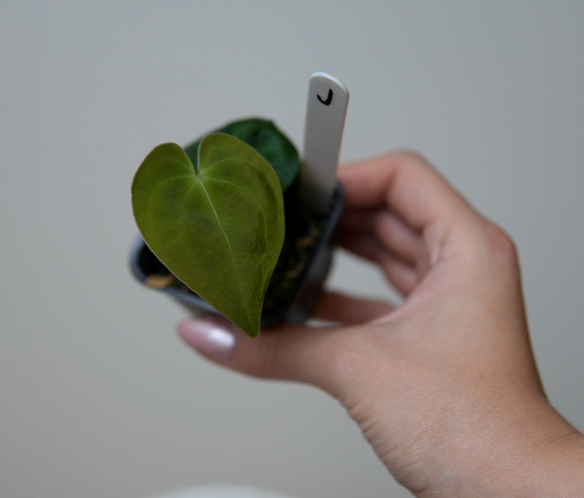 Anthurium (forgetii x warocqueanum 2) x Huanco velvet 1