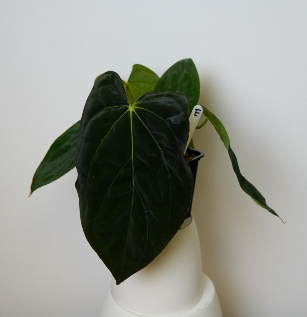 Anthurium (midnight velvet x 'red studd') x carlablackiae x (NSE)