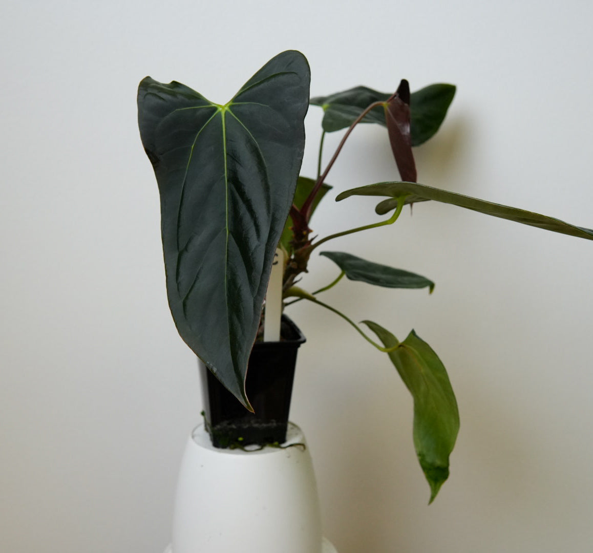Anthurium (subsignatum x papillilaminum 'Marie') x (NSE dorito port x  papillilaminum RLFS)