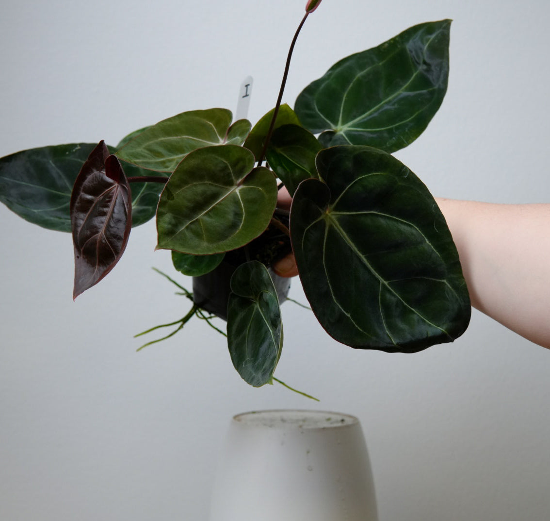 Anthurium Complex HU hybrid 1 x carlablackiae (NSE)