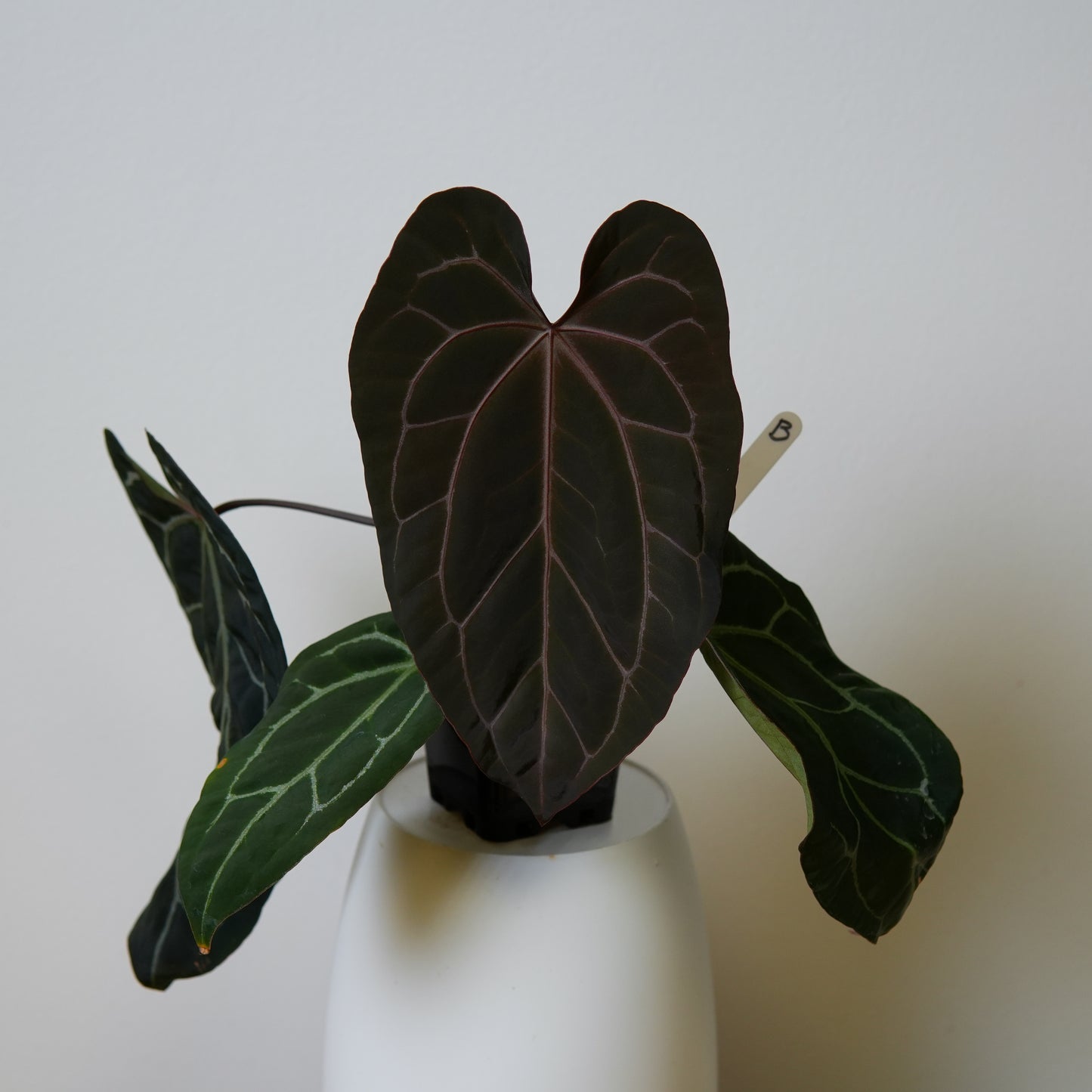 Anthurium Complex HU hybrid 1 x (Zara x Michelle)
