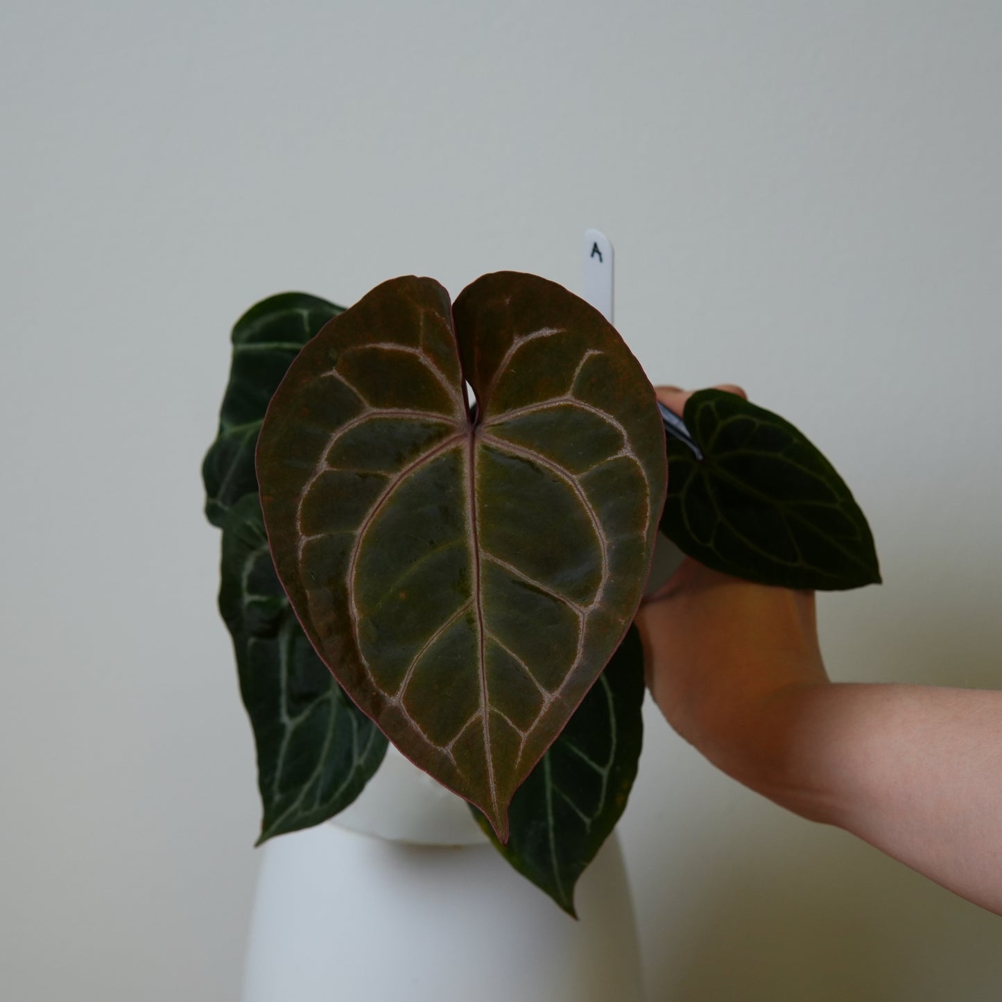 Anthurium Complex HU hybrid 1 x (Zara x Michelle)