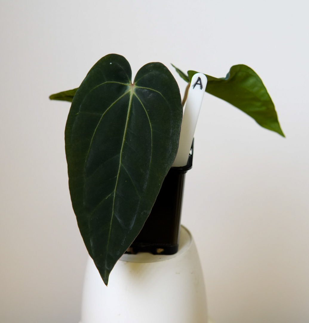 Anthurium carlablackiae (NSE) x BVEP ('SS x RA')