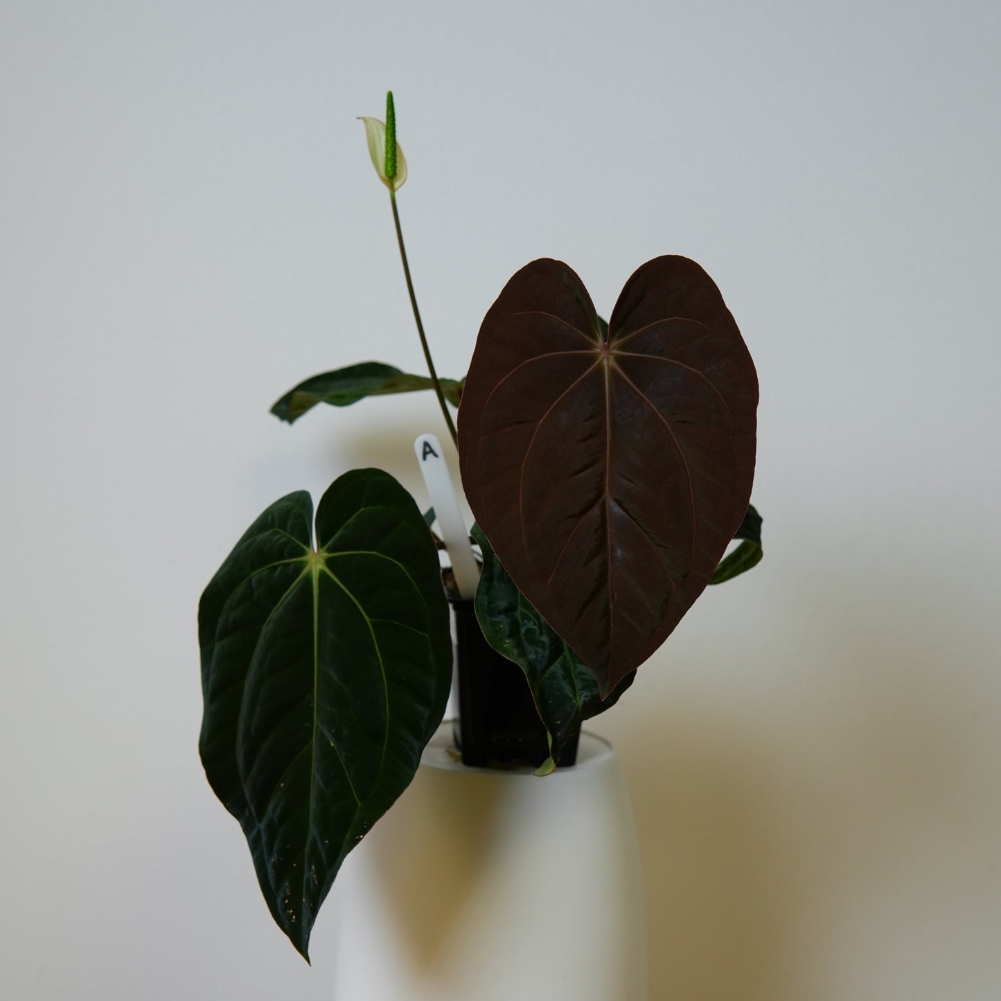 Anthurium carlablackiae (NSE) x BVEP ('SS x RA')