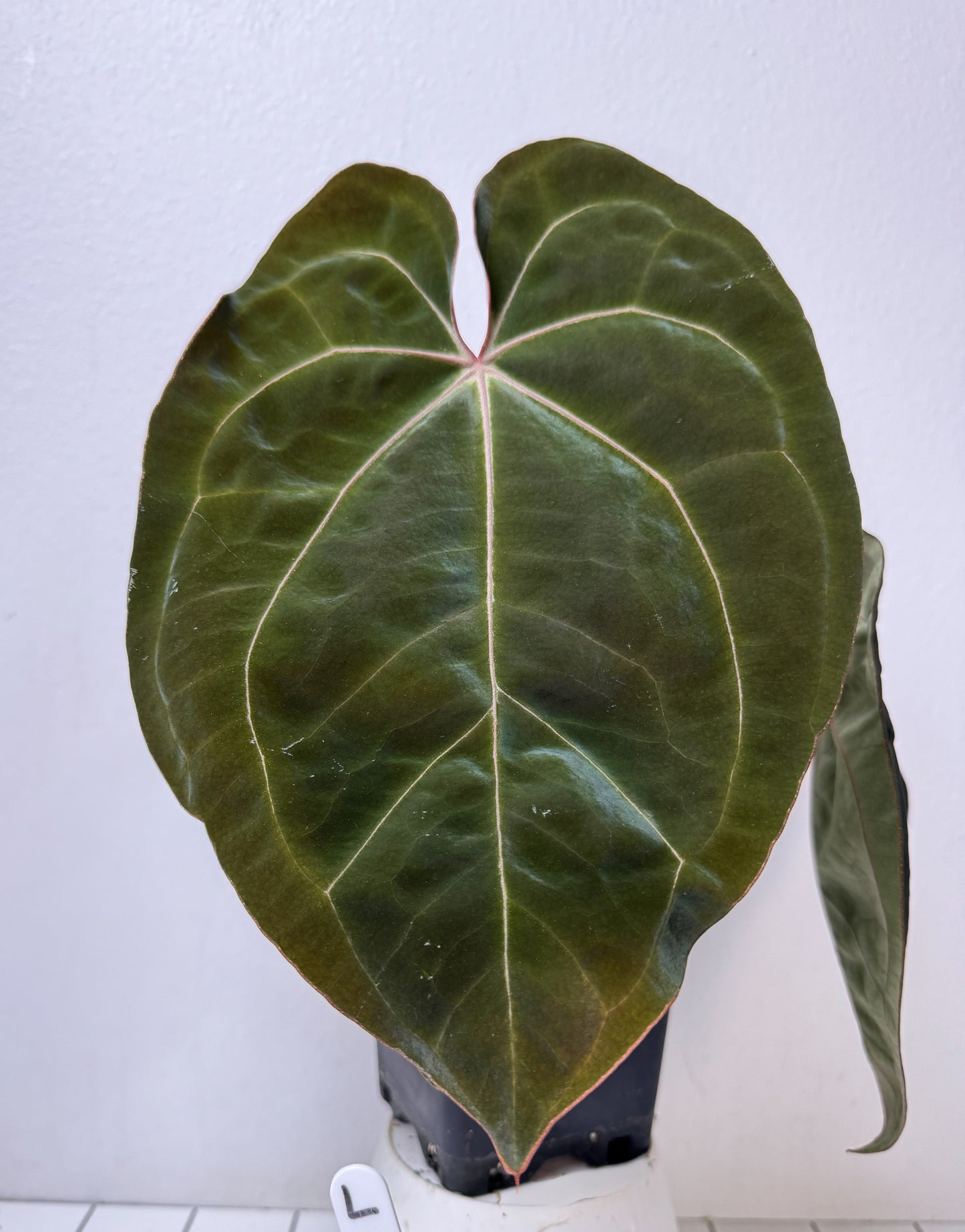 Anthurium carlablackiae X (NSE) x complex HU hybrid 1