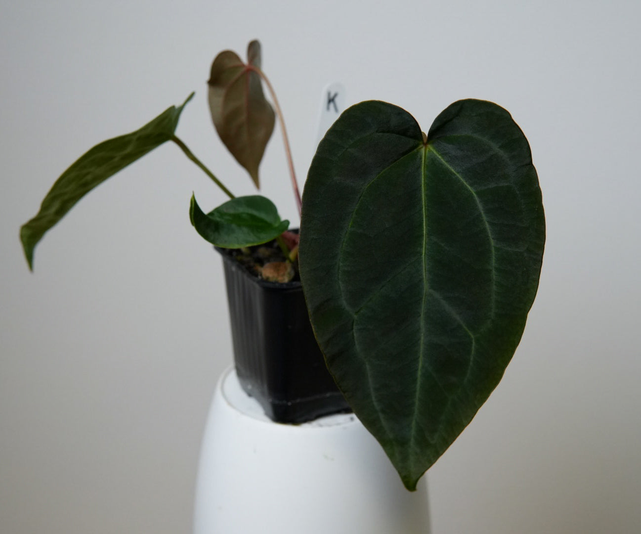 Anthurium (AOS x forgetii 2) x carlablackiae X (NSE)