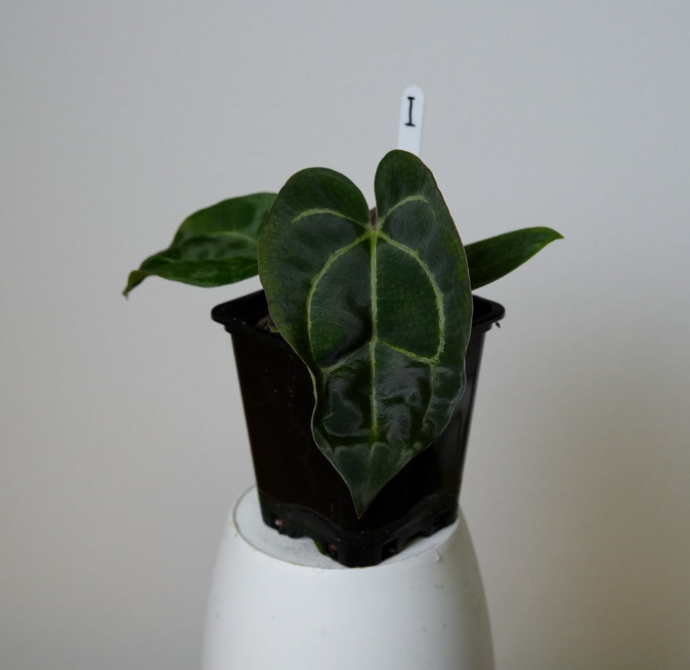 Anthurium Ace of Spades x carlablackiae (NSE)