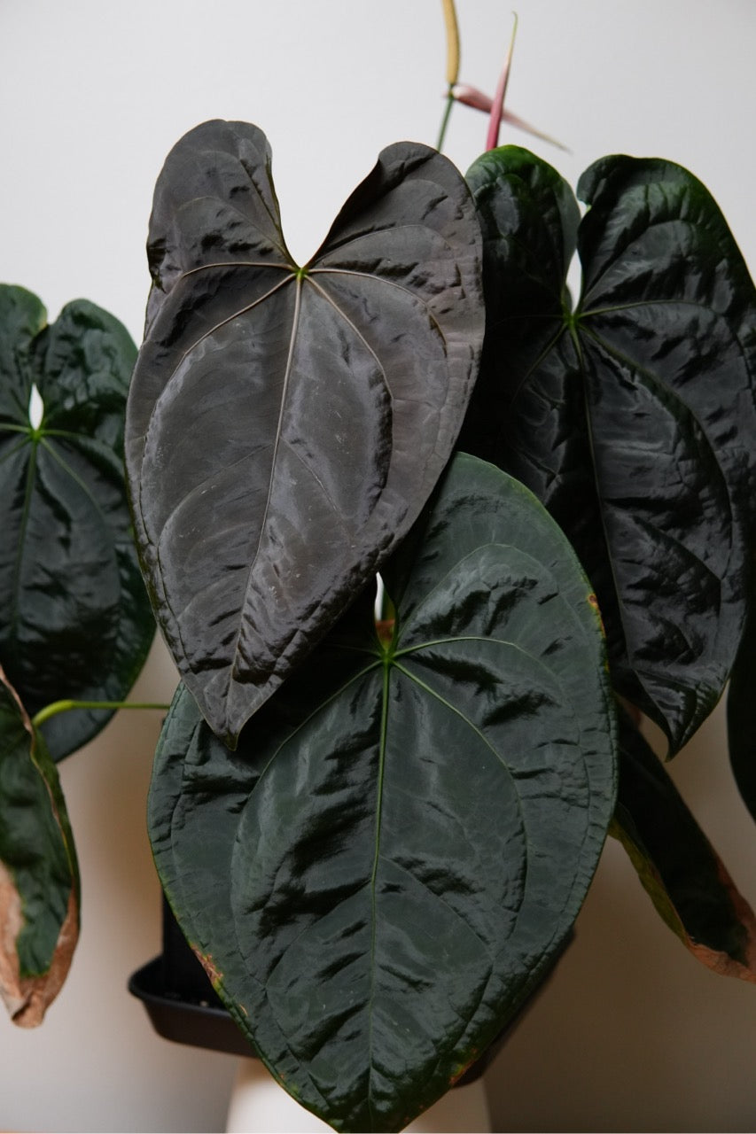 Anthurium Queen of Hearts x besseae aff or forgetti df