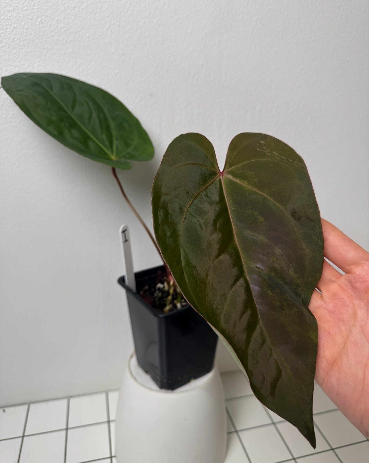 Anthurium Cv Carmesim x (Zara x Michelle)