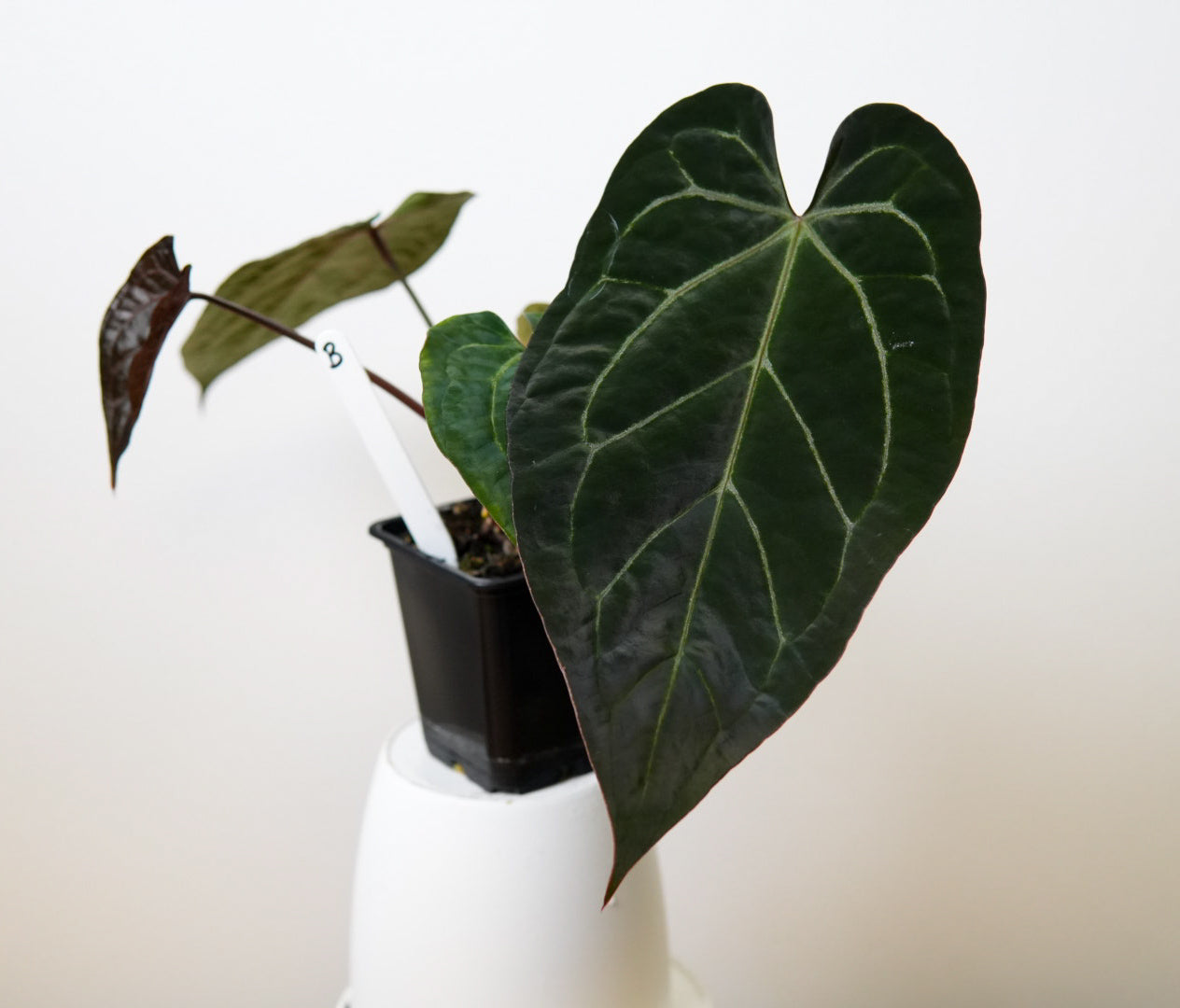 Anthurium (Zara x Michelle) x (Dorito Port x RLFS)