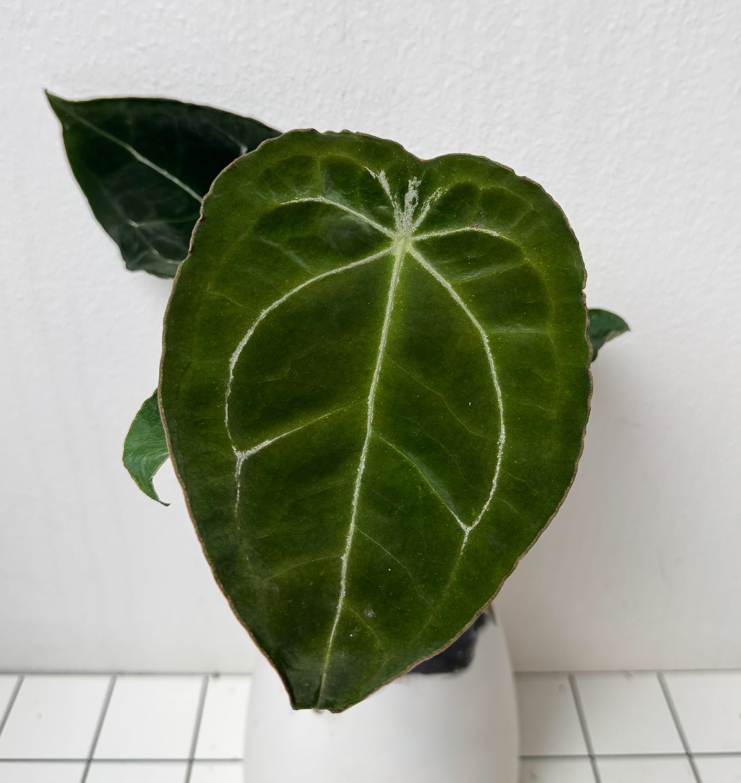 Anthurium Velvet mask x complex HU hybrid 1