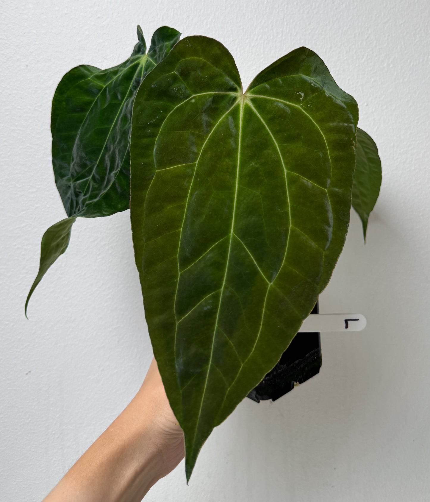 Anthurium (papX x pap x-one) variegated x carlablackiae X (NSE)