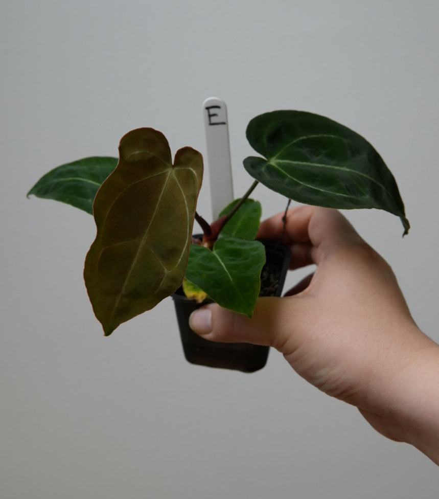 Anthurium complex HU hybrid 2 x (forgetii x warocquanum 'Alien')