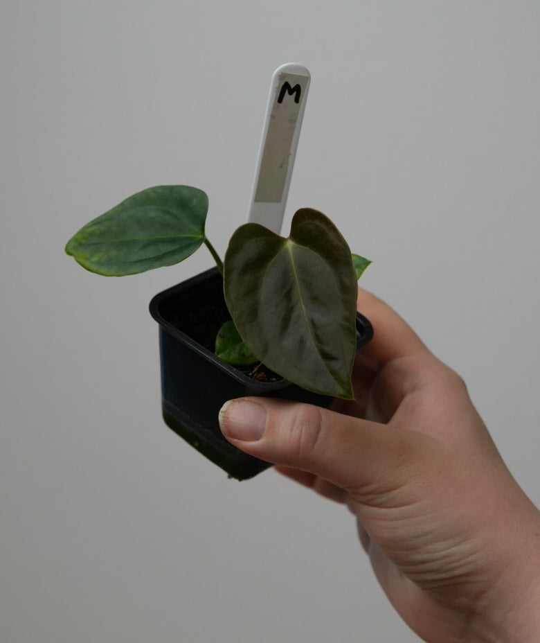 Anthurium (subsignatum x papillilaminum 'Marie') x carlablackiae NSE