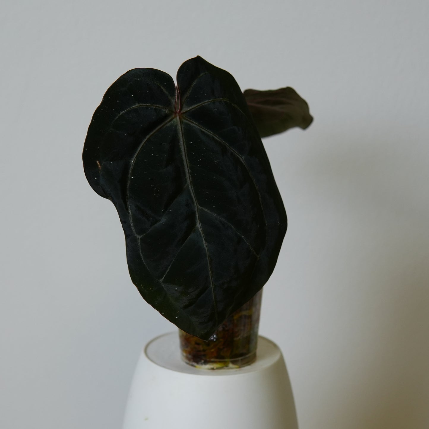 Anthurium 'complex HU 2'