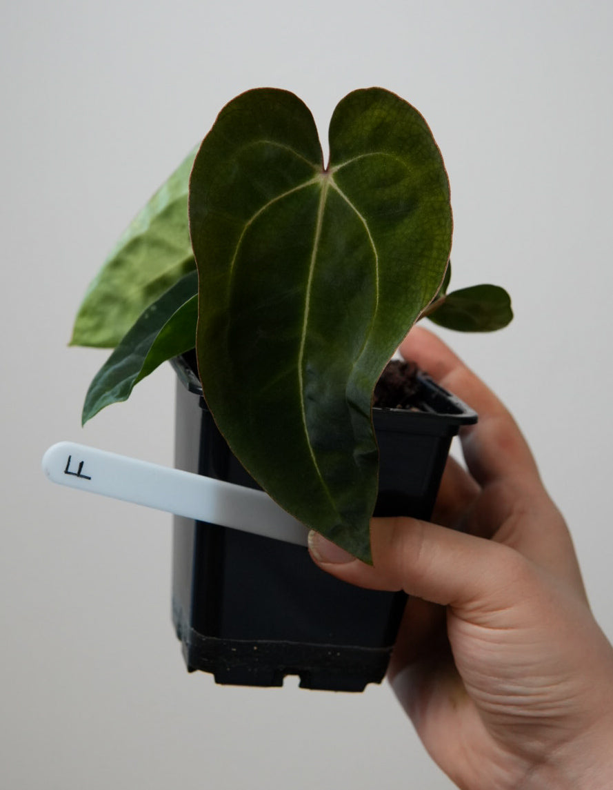 Anthurium (AOS x forgetii 1) x carlablackiae (NSE)