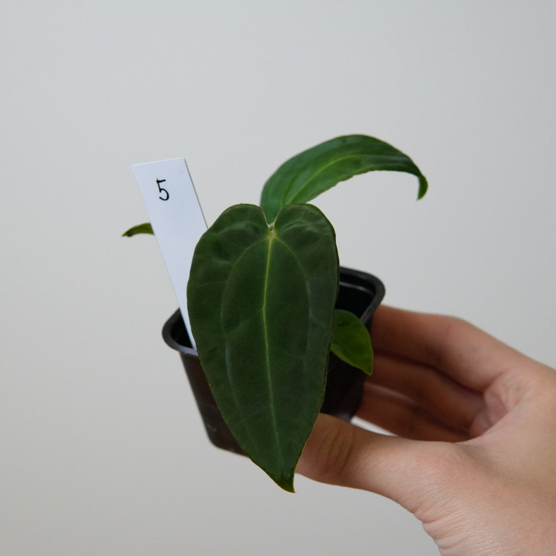 Anthurium Velvet Mask x ((Carlablackiae x Dressleri) x pap 'RLFS')