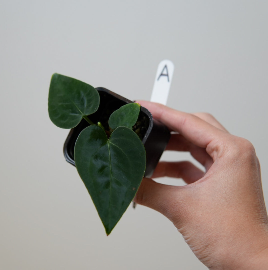 Anthurium (forgetii x warocqueanum 2) x Huanco velvet 1