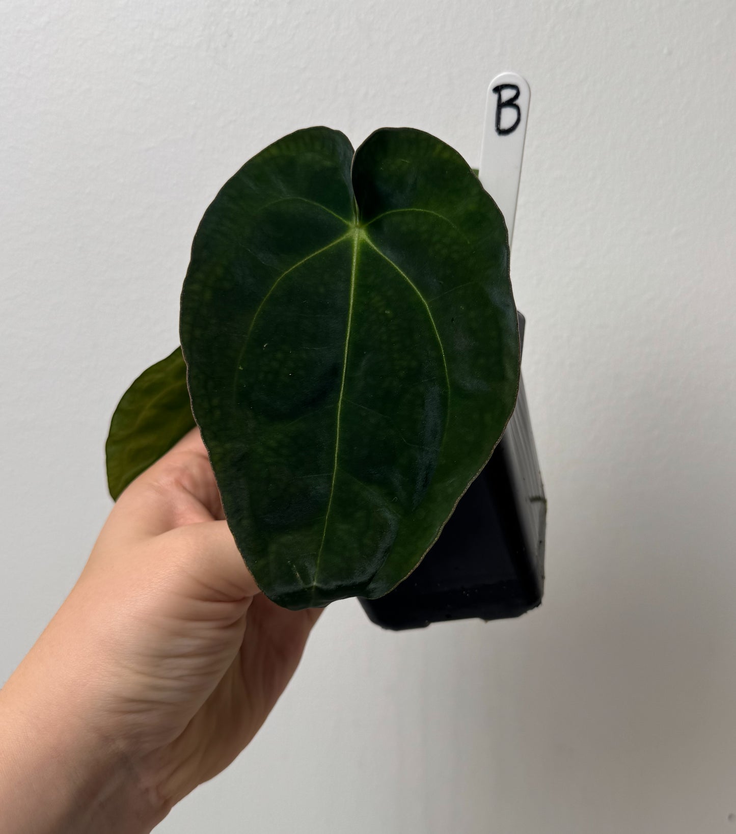 Anthurium (AOS x forgetii 3) x BVEP ('round' x 'RA1')