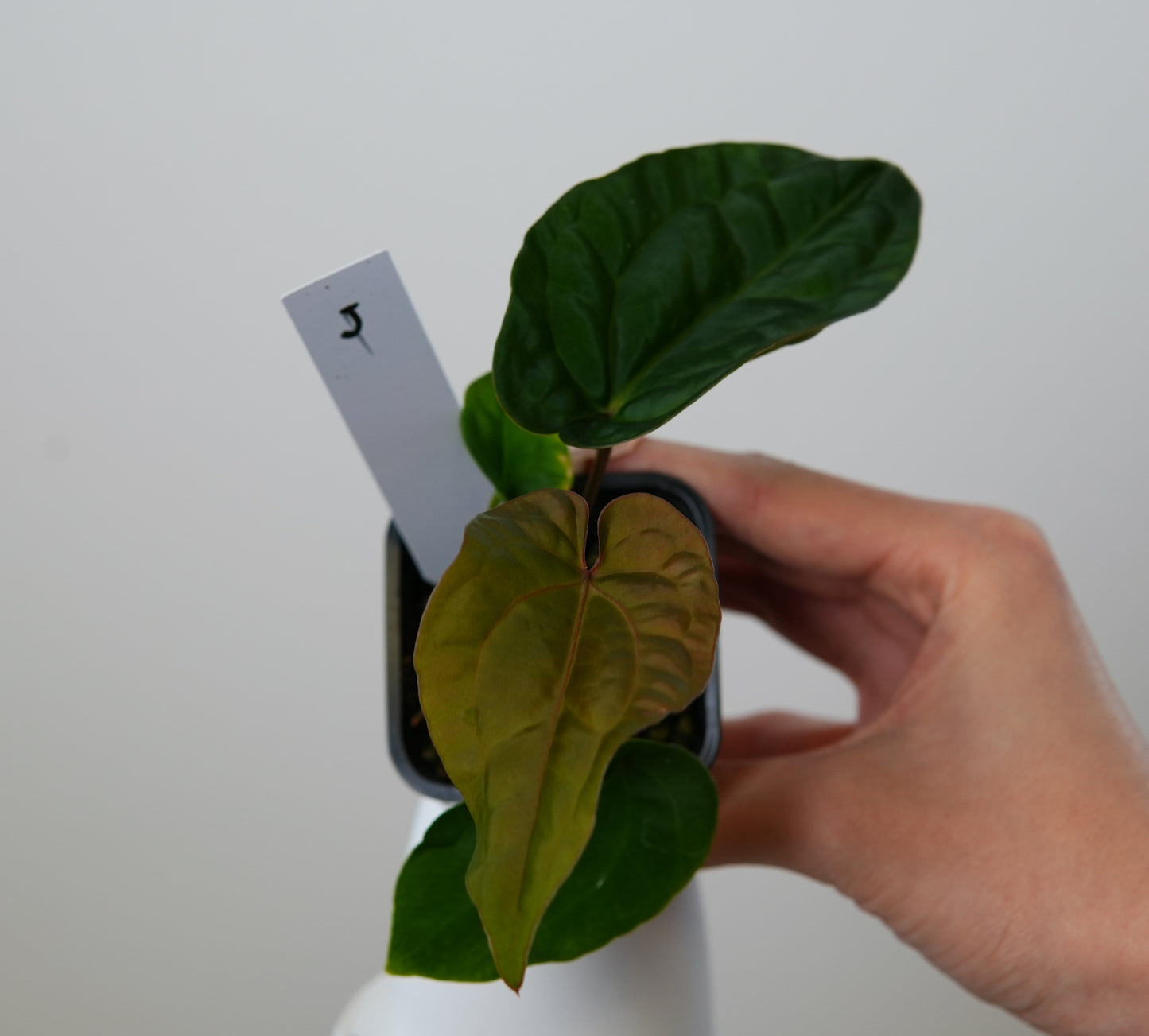 Anthurium (AOS x (Zara x Michelle) 6) x dressleri ('Black x RG f2')