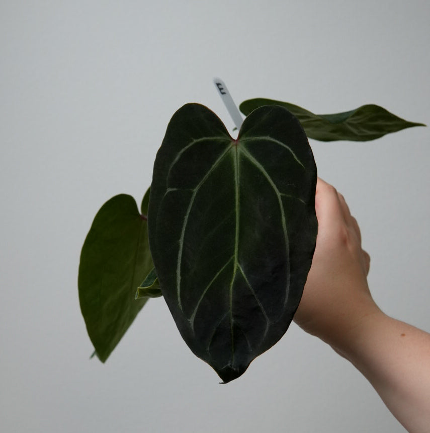 Anthurium (Zara x Michelle) x carlablackiae X (NSE)