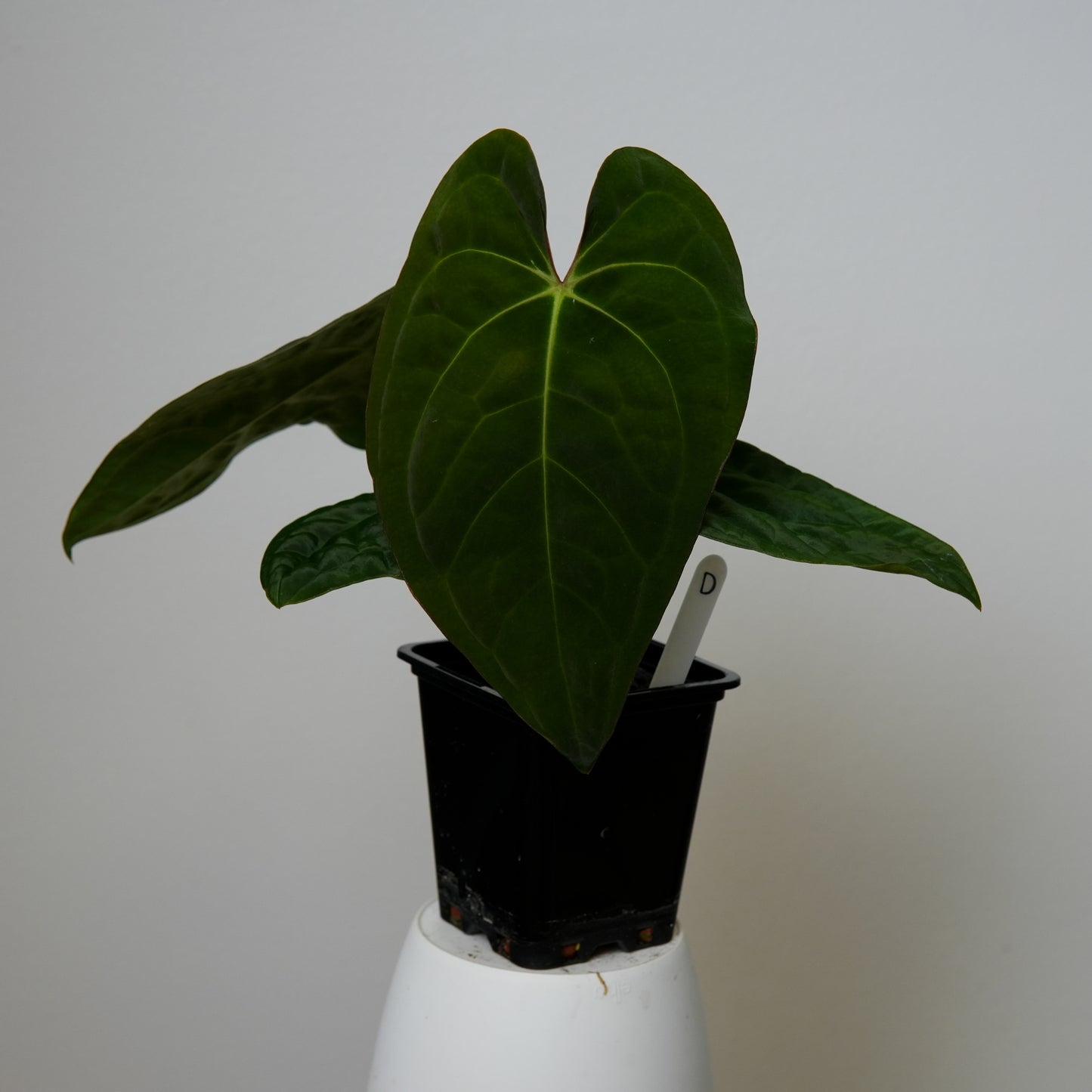 Anthurium peruvian noid 'Huanco Velvet' x carlablackiae (NSE)