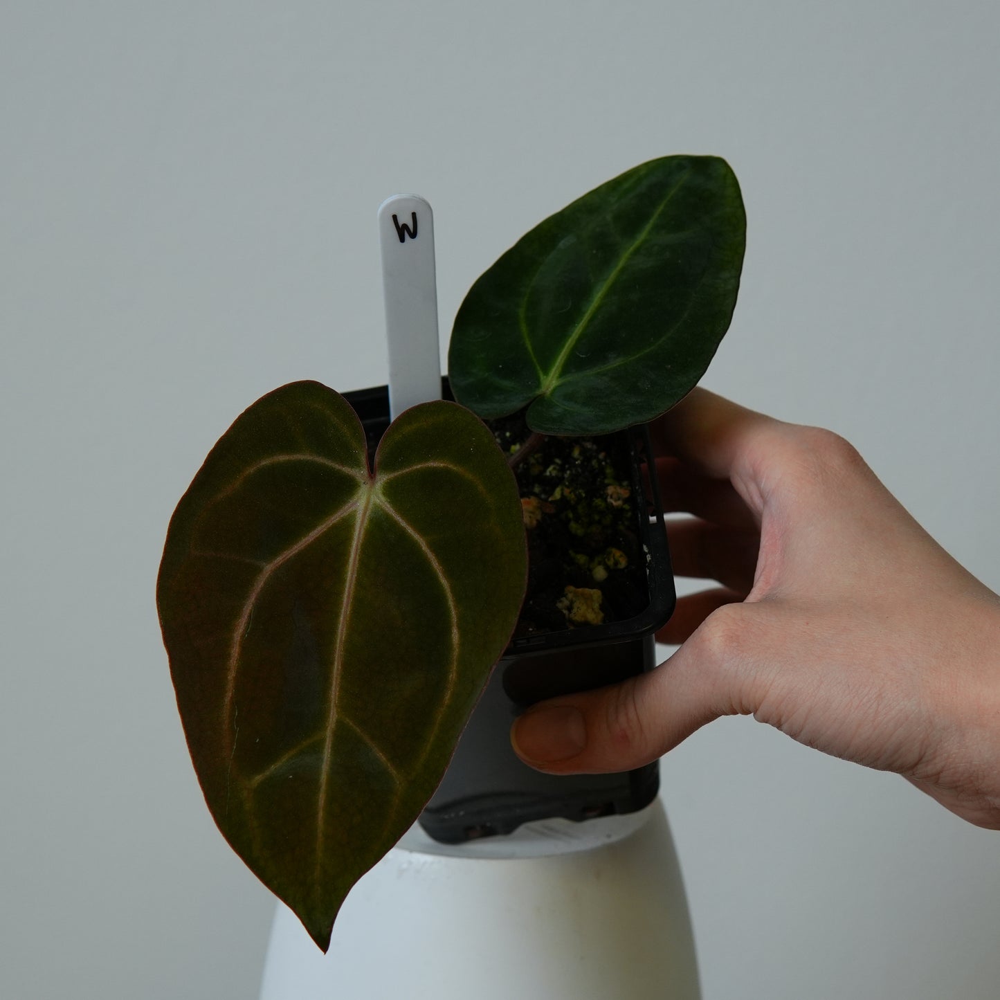 Anthurium carlablackiae (NSE) x carlablackiae X (NSE)