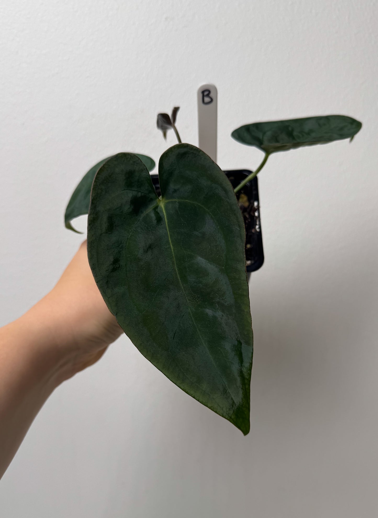 Anthurium (AOS x forgetii 2) x (Dorito port x RLFS)