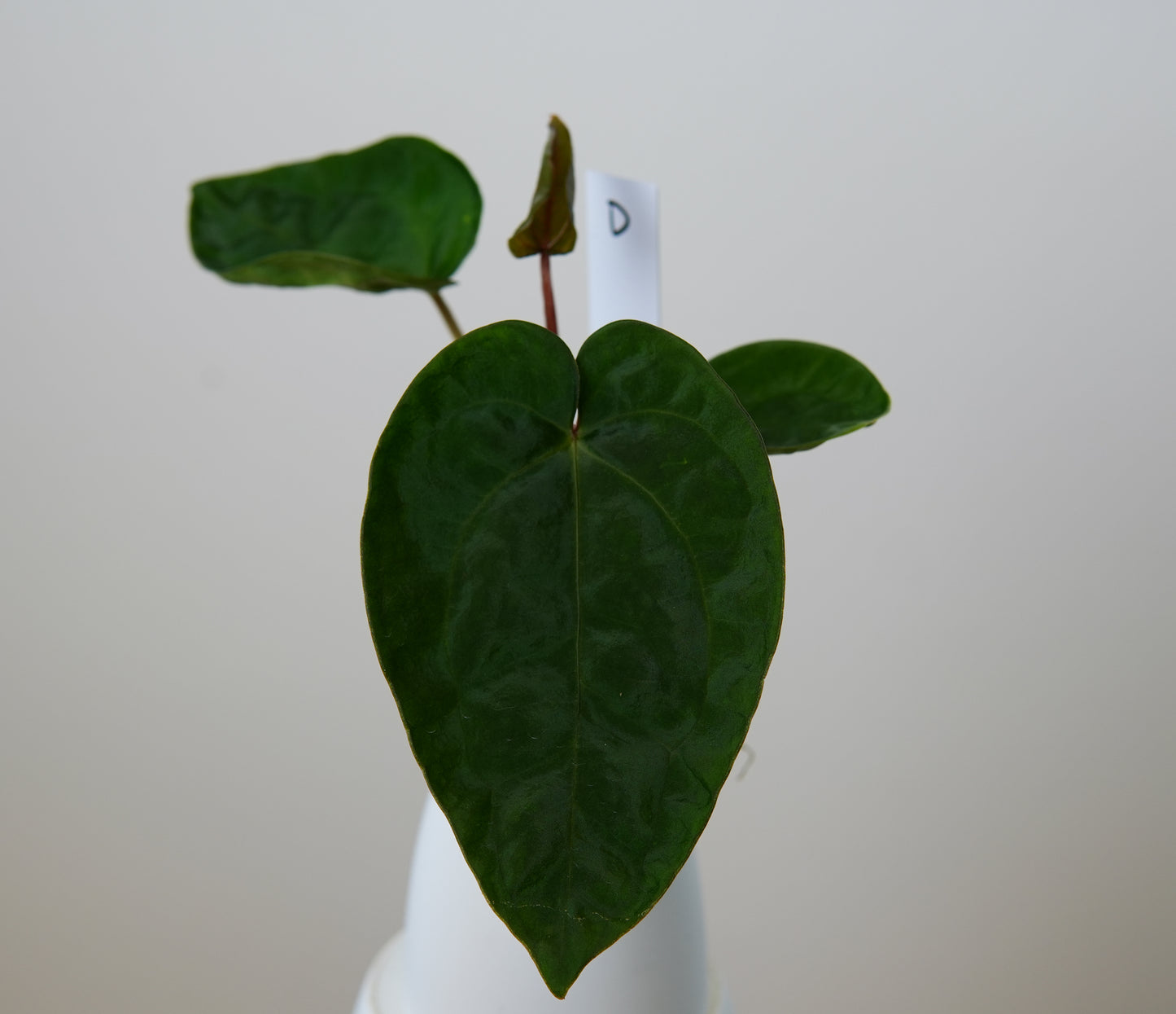 Anthurium (AOS x (Zara x Michelle) 6) x dressleri ('Black x RG f2')