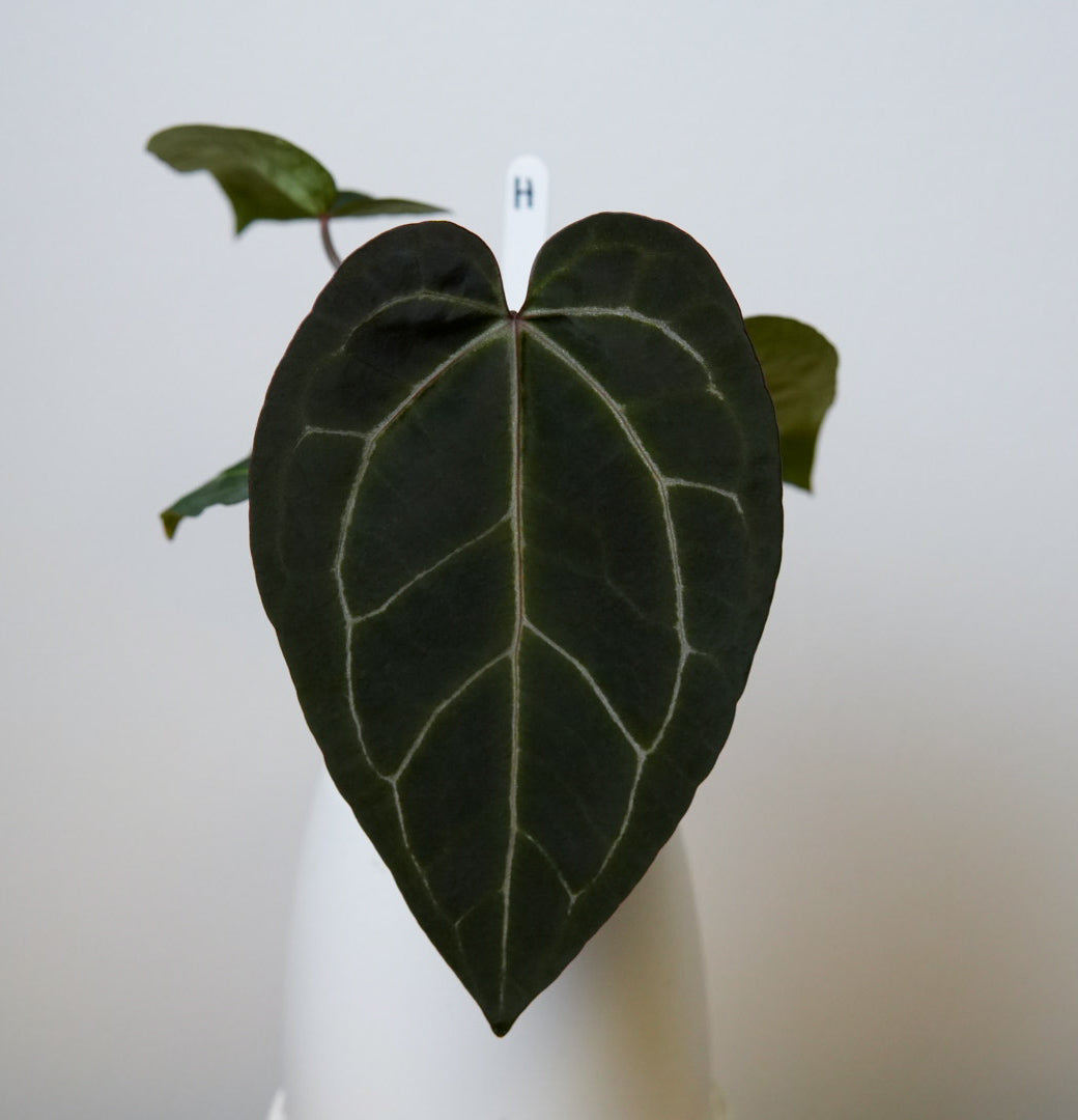Anthurium Complex HU hybrid 2 x (Zara x Michelle)