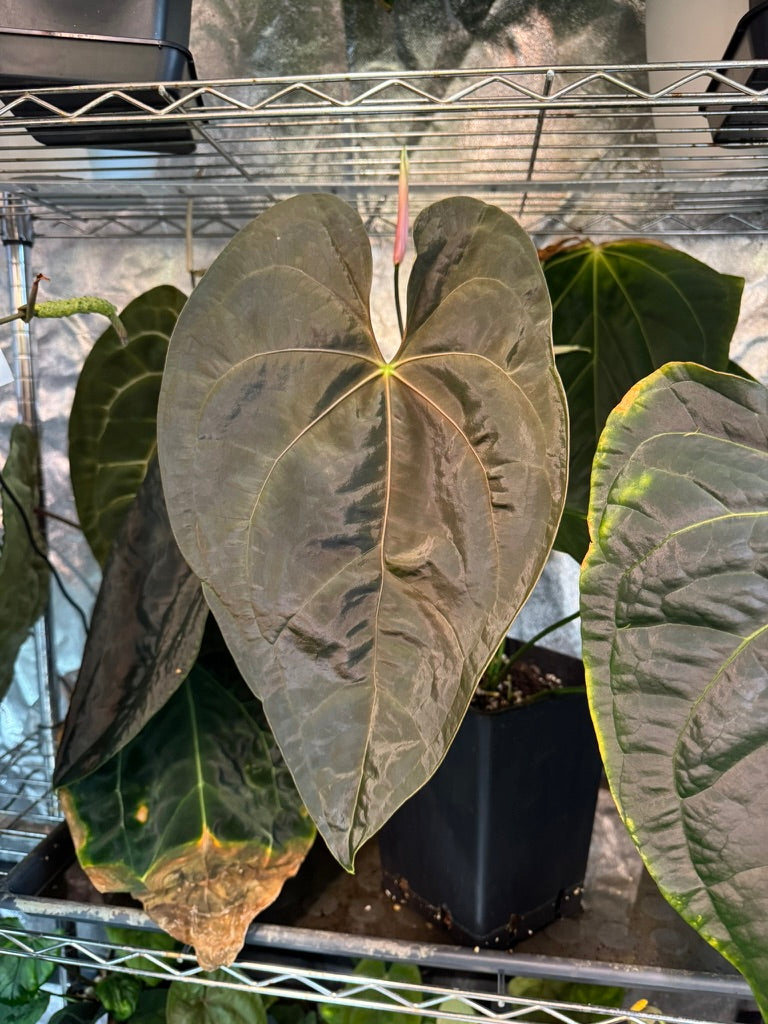 Anthurium Queen of Hearts x besseae aff or forgetti df