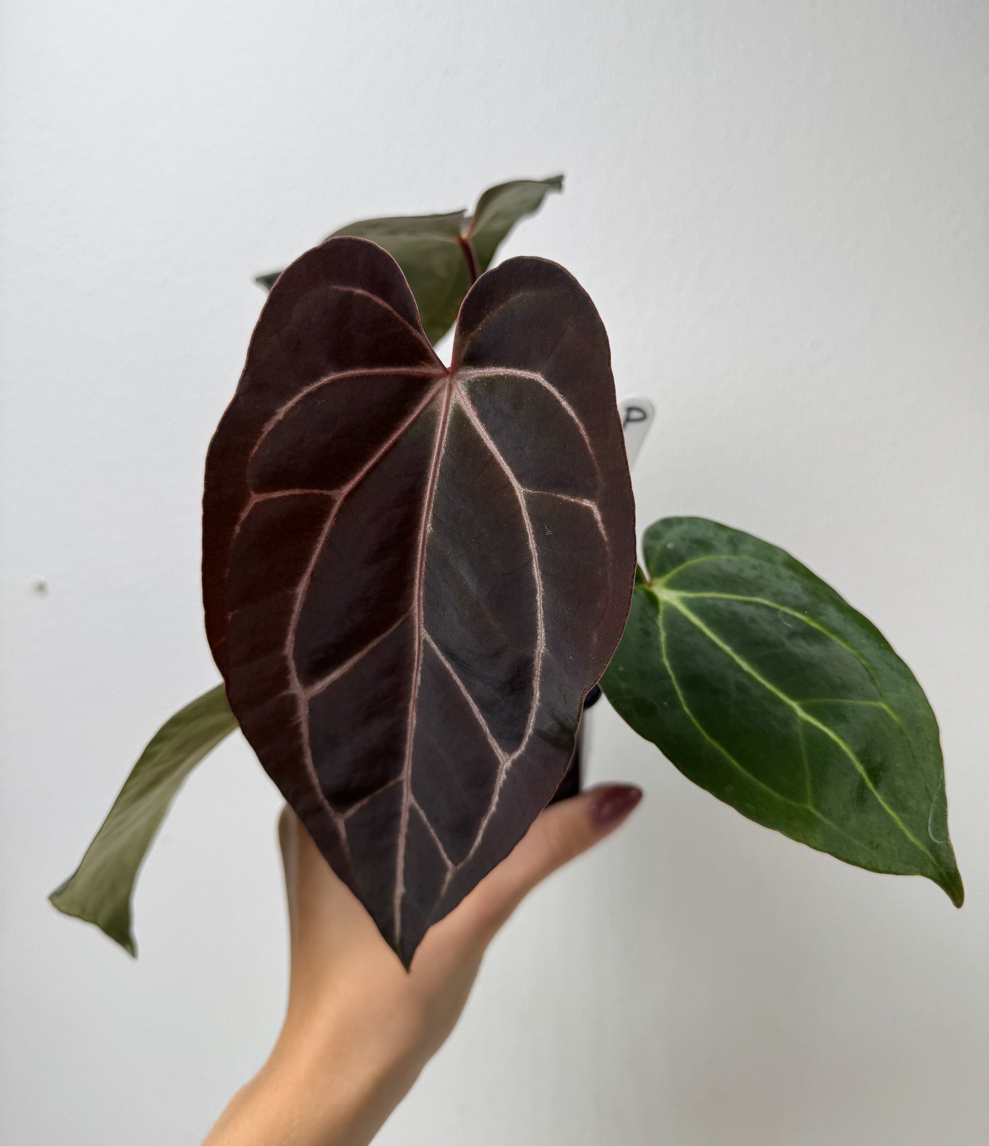 Anthurium Complex HU hybrid 1 x carlablackiae (NSE)