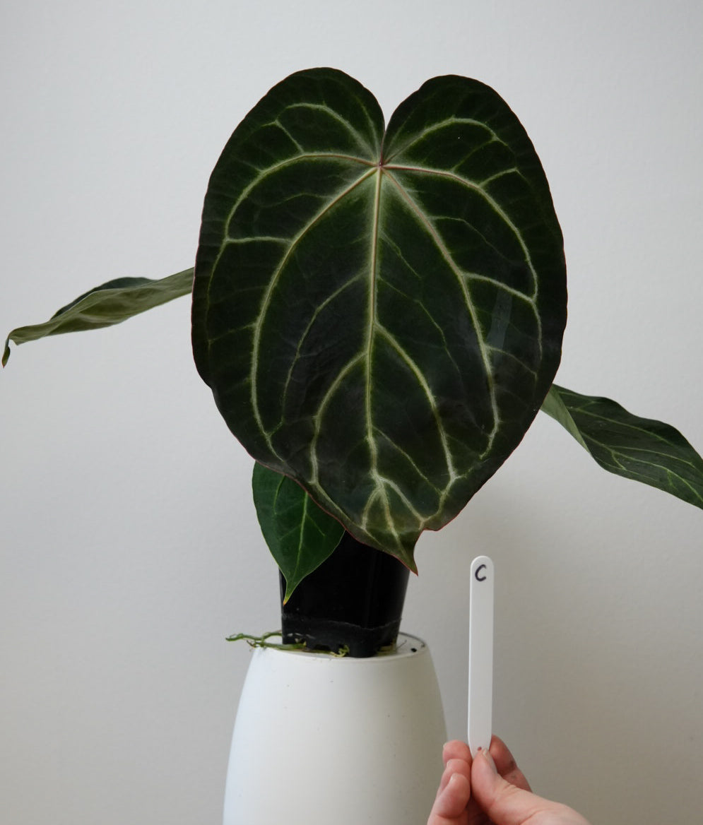 Anthurium Silver blush x carlablackiae X (NSE)